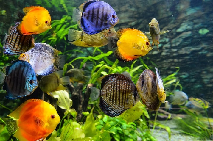 PRESSEMEDDELELSE: Akvarier skal være unikke og større end nogensinde før
