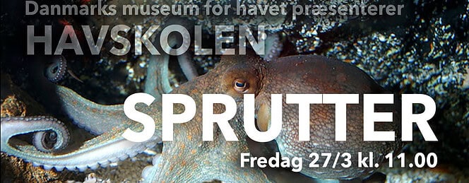 PRESSEMEDDELELSE: Havskolen tilbyder liveundervisning