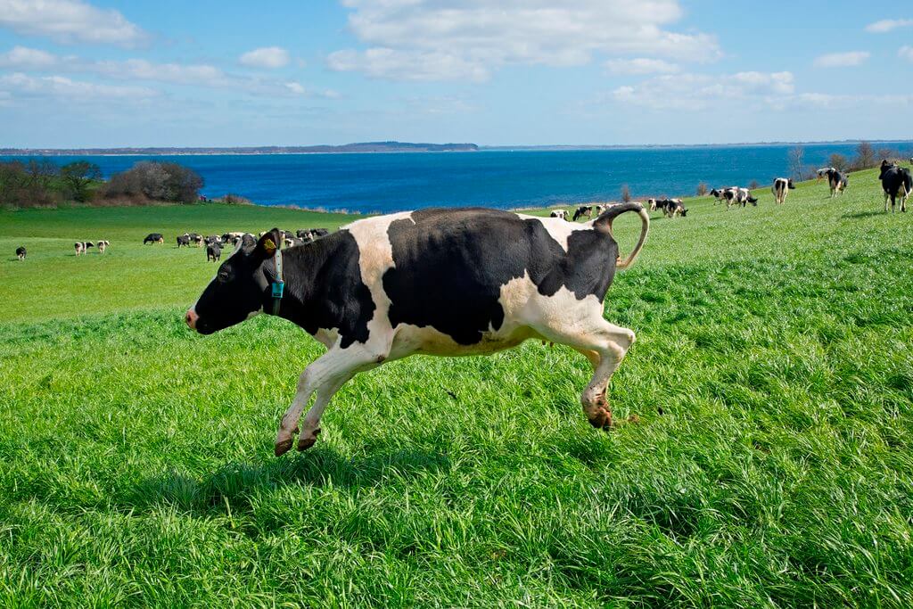PRESSEMEDDELELSE: Øko-køerne kommer på græs uden publikum