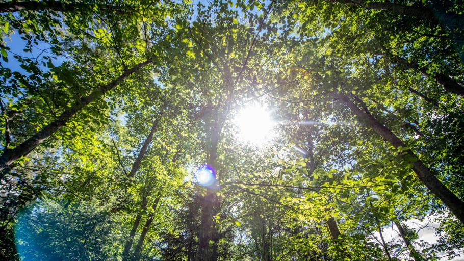 PRESSEMEDDELELSE: 100 procent bæredygtigt træ i JYSK