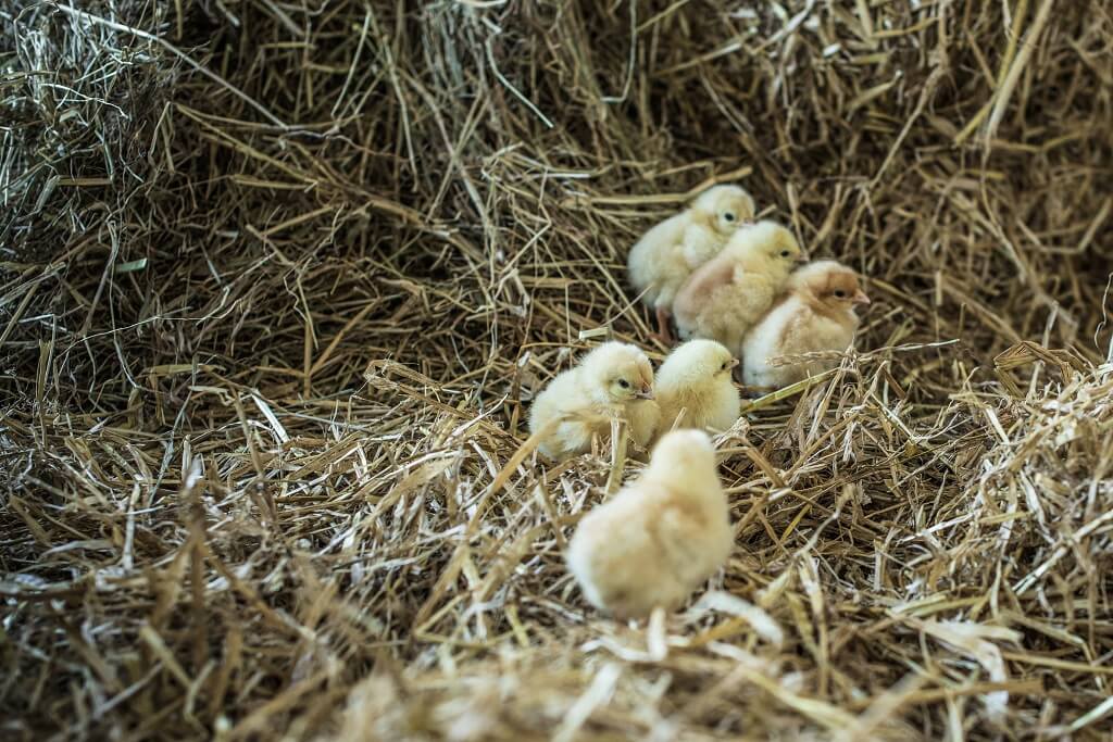 PRESSEMEDDELELSE – Salling Group tager næste skridt: Udfaser hurtigt voksende kyllinger fra det faste sortiment i Netto, føtex og Bilka