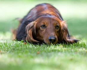 PRESSEMEDDELELSE – Din tilbagevenden til arbejdspladsen kan forårsage stress hos din hund