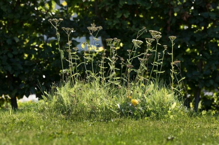 PRESSEMEDDELELSE – Danske haveejere er blevet dus med den vilde natur