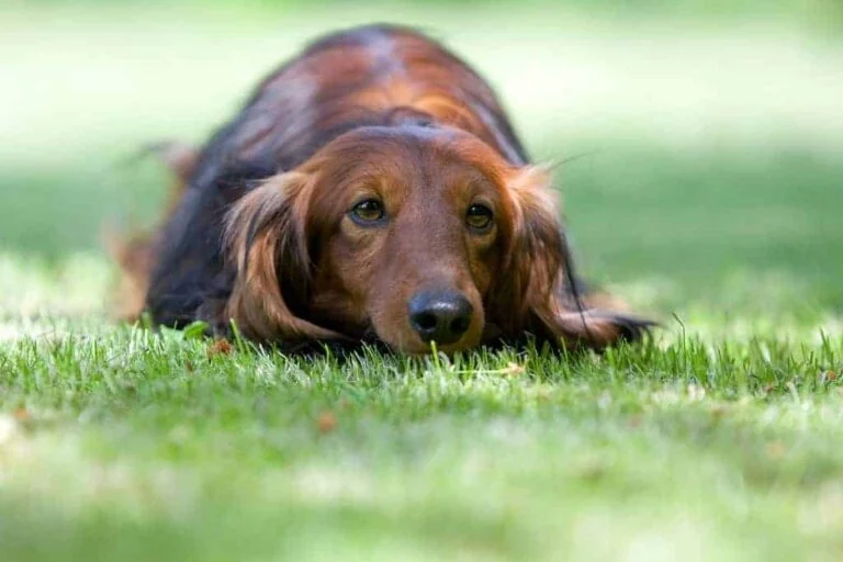 PRESSEMEDDELELSE – Din tilbagevenden til arbejdspladsen kan forårsage stress hos din hund
