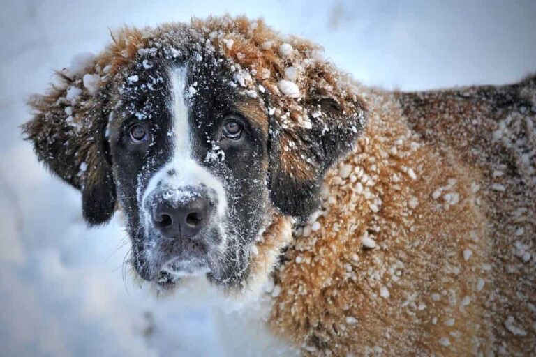PRESSEMEDDELELSE: Kolde morgener venter i februar – hjælp hunden godt gennem vinteren