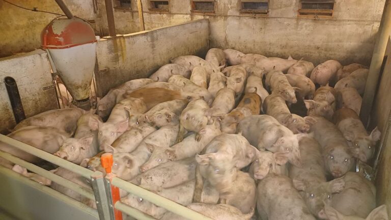 Fødevarestyrelsen gav en anmærkning her. Ikke for antallet af grise, men fordi der manglede en trælægte i den sorte beholder til venstre i billedet. Det skulle udgøre rode- og beskæftigelsesmateriale for grisene. Fødevarestyrelsen