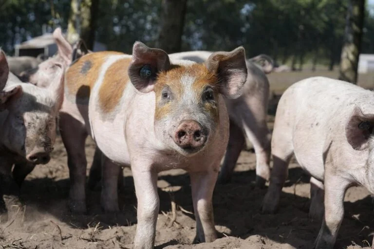 Onsdag starter behandlingen af det mest underskrevne borgerforslag, der vil forbedre forholdene for grisene. Foto: Dyrenes Beskyttelse