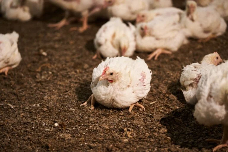 I produktionen vokser kyllinger til slagt fra 50 gram til to kilo på cirka 30 dage. Derfor kalder man dem for turbokyllinger. Den ekstreme tilvækst gør, at over 95 procent af kyllingerne er gangbesværet. Konsekvensen er blandt andet smertefulde lidelser i benene, der medfører halthed og inaktivitet. Foto: Dyrenes Beskyttelse