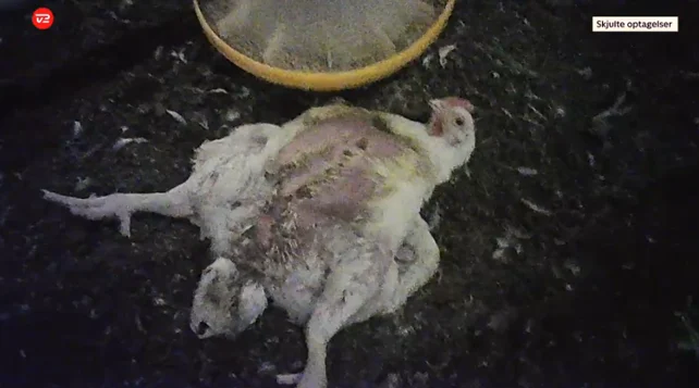 Levende, fjerpillede kyllinger bliver efterladt liggende på ryggen til en lidelsesfuld og langsom død. Når en kylling er fjerpillet, er det et tegn på, at de andre har hakket i den, uden den har været i stand til at flytte sig. Foto: Skjulte optagelser fra TV2-afsløringer