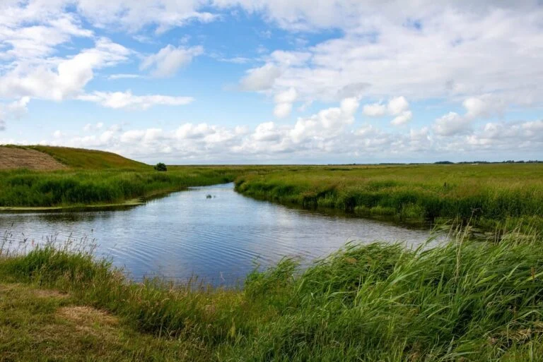 Genslyngning af åer har ikke den tiltænkte effekt på åernes biodiversitet og miljøtilstand som EU’s miljømål ellers sigter efter. Smådyr får det bedre, mens forbedringen for vandplanter er begrænset. Foto: Colourbox