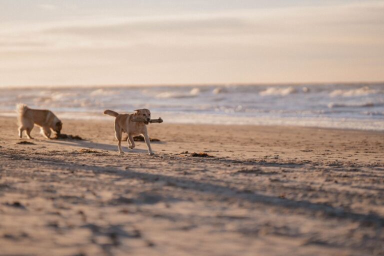 To hunde leger på en strand. Cathrine Cocks / Dyrenes Beskyttelse