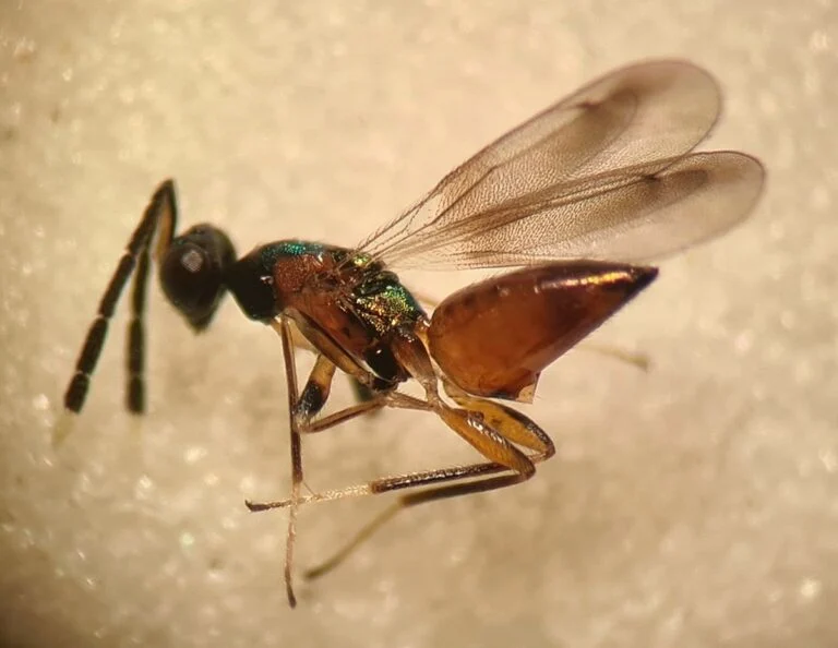 Hemiptarsenus ornatus der for første gang er registreret i Danmark. Foto: © Lars Holm Hansen
