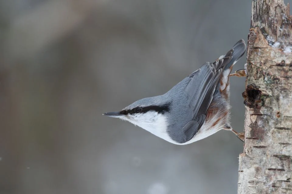 Spætmejsen lever i naturreservatet året rundt